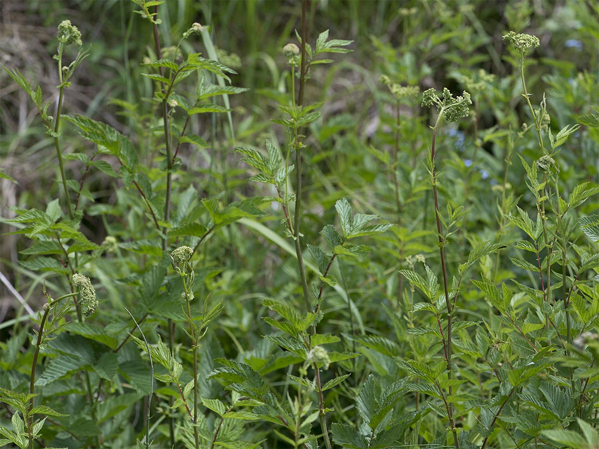 Filipendula ulmaria